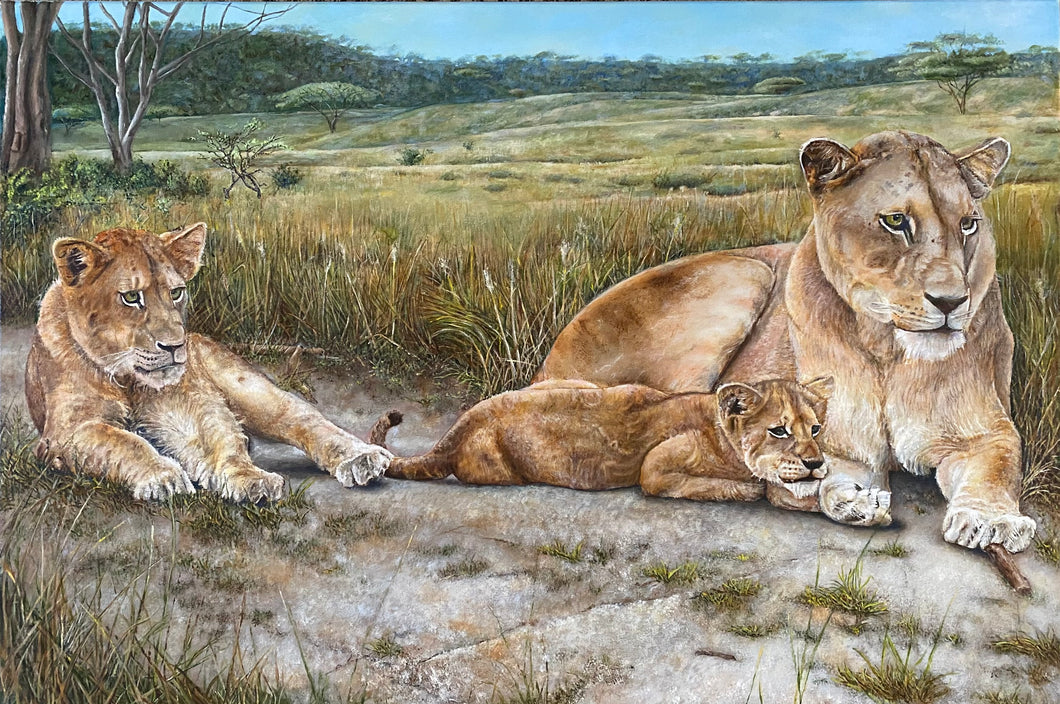 Greeting Cards 5 pack 